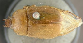Media type: image;   Entomology 3711 Aspect: habitus dorsal view